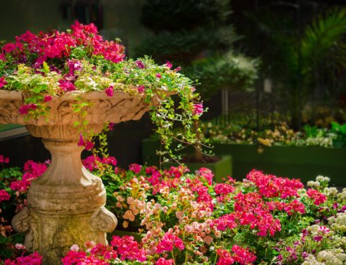 Création de jardin Étables-sur-Mer : Comment choisir les plantes adéquates pour décorer votre pergola