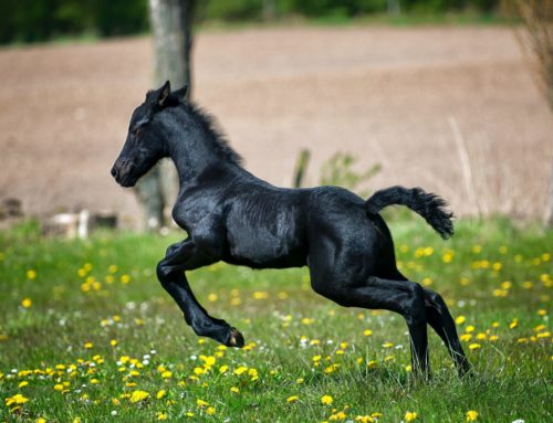 Poney club Bordeaux : les bienfaits de l’équitation pour votre santé