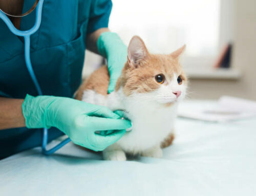 8 conseils pour maximiser la visite vétérinaire de vos animaux à Mèze