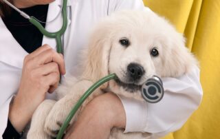 Wewrite Blog De Communique De Presse Immobilier Veterinari Milano Bausocial 1475