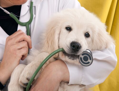 5 bonnes raisons d’emmener votre chien chez le vétérinaire Pézenas