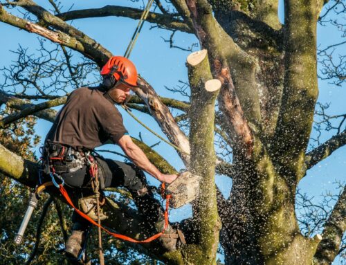 L’Élagage Caen : Techniques, Importance et Bonnes Pratiques